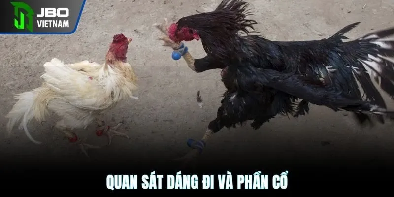 Quan sát dáng đi và phần cổ